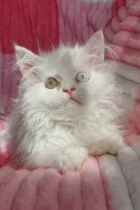 Chat persan mâle 