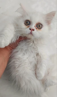 Chat persan 