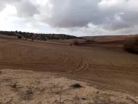 Vente Terrain Agricole Mascara El gaada