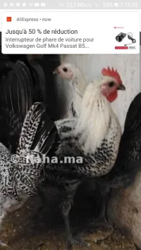 2.      سرادك فيومي أربعة أشهر 