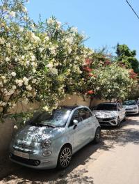 سيارات-fiat-500-2023-dolcevita-plus-الدويرة-الجزائر