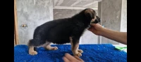 Chiots Berger Allemand pedigree 