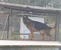 chien-berger-allemand-pedigree-azazga-tizi-ouzou-algerie