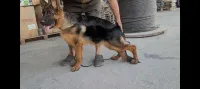 Chiots Berger Allemand pedigree 