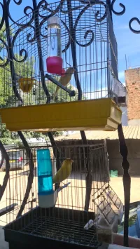 Couple Canari