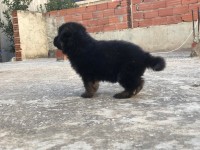chiens-berger-allemand-annaba-algerie