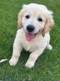 Golden retriever 