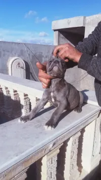 Cane corso 
