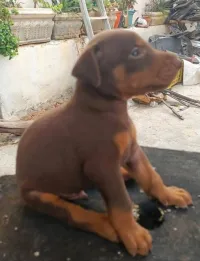 Doberman