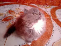 Chat persan femelle 