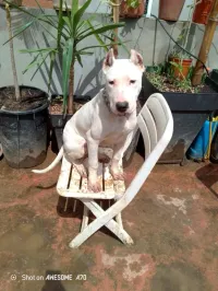 Dog argentin 