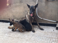 chien-vente-un-malinois-beni-douala-tizi-ouzou-algerie