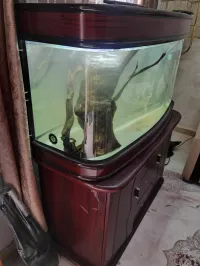 Aquarium 