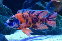 Poisson ob 