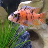 Poisson ob 