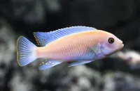 Poisson zebra blanc 