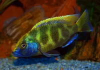 Poisson para