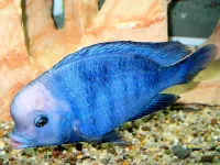 Poisson moorii 