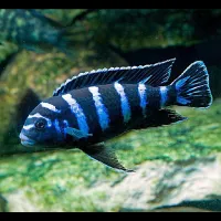 Poisson demasoni 