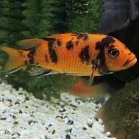 Poisson zebra ob