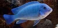 Poisson zebra bleu 