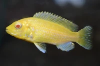 Labido jeune alpinos