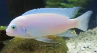 Alevins socolovi zebra blanc 