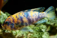 Poisson zebra ob 