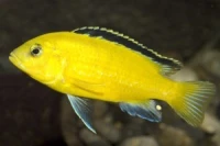 Poisson labido jeune