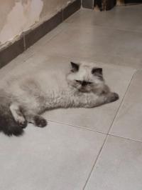 قطط-chatons-persan-أولاد-فايت-الجزائر