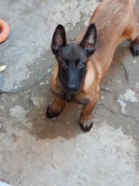 كلاب-chien-malinois-male-3-moi-بني-مراد-البليدة-الجزائر