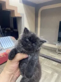 Chat a vendre