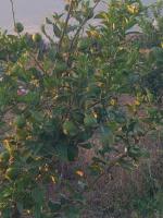 alimentaires-je-vends-des-citrons-bourkika-tipaza-algerie