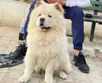 chow chow