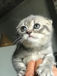 Chatons Scottish fold pure race et british short hair 