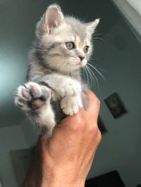 British short hair et Scottish fold 
