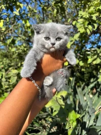 British shorthair & scottish fold 