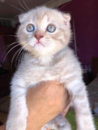 Scottish fold & british shorthair 
