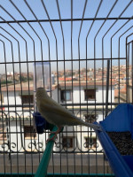 oiseau-canari-avec-la-cage-draria-alger-algerie