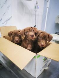 chiens-chiot-pitbul-beni-messous-alger-algerie
