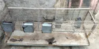 cage lapin