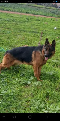 berger allemand pedigree 