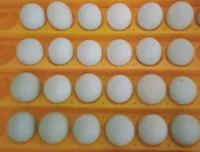 Cream legbar et marran