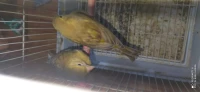   7 Jaune Canari Mosaique