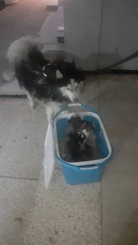 Avendre Husky 