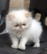 Mâle himalayenne 