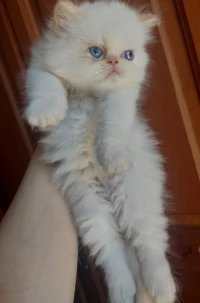 Mâle peke face 