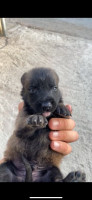 chien-chiot-male-malinois-tizi-ouzou-algerie