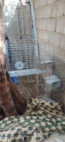 accessoire-pour-animaux-cage-lapin-corso-boumerdes-algerie