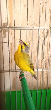 Male serin Mozambique 8 ans